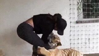 the lady and the tiger