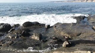 La Jolla Cove