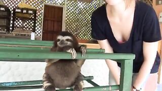 Cute Sloth