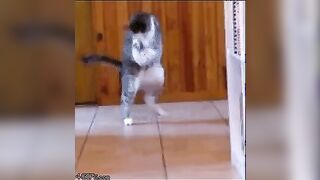 Kitty Air Guitar