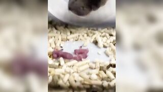 Hamster forcing her babies to exercise