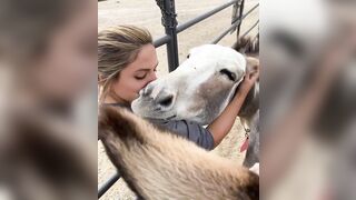 Post all your animal-loving lady lady boners! Longhopes Donkey Shelter GIF by b12ftw