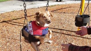 Some dogs love swings